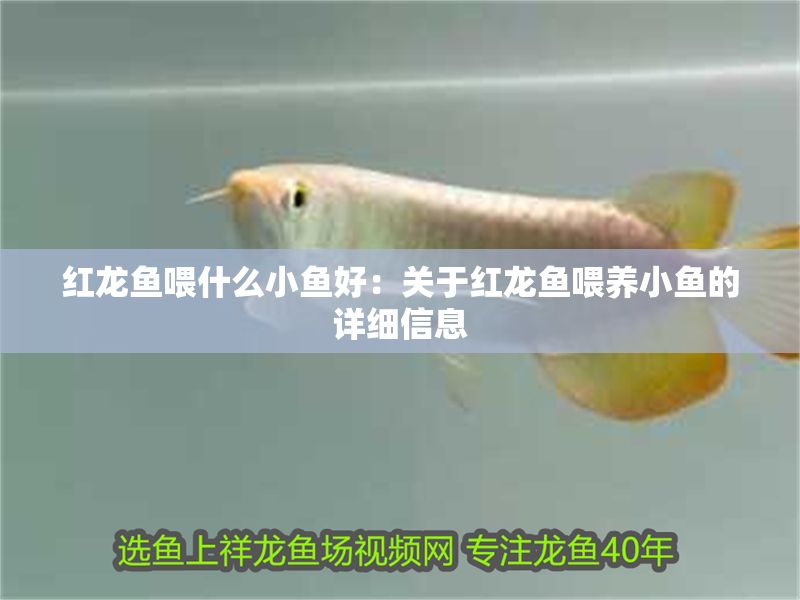 紅龍魚喂什么小魚好：關于紅龍魚喂養小魚的詳細信息 紅龍魚喂什么小魚好：關于紅龍魚喂養小魚的詳細信息 紅龍魚百科 第1張