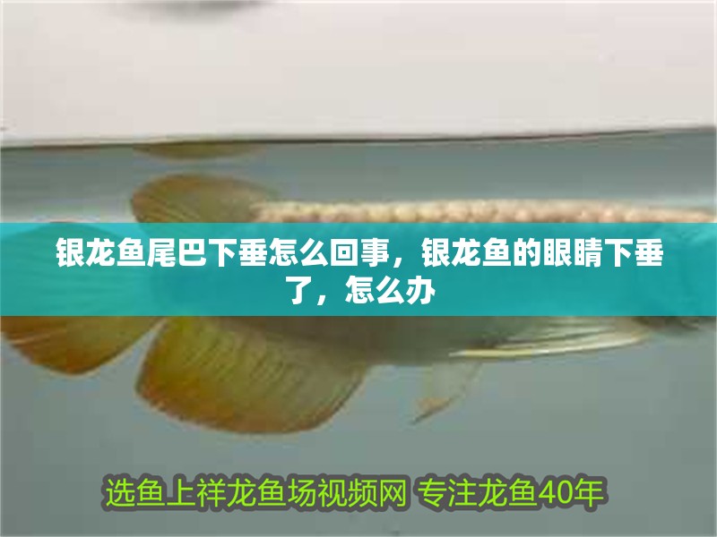 銀龍魚尾巴下垂怎么回事，銀龍魚的眼睛下垂了，怎么辦