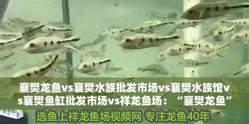 襄樊龍魚vs襄樊水族批發市場vs襄樊水族館vs襄樊魚缸批發市場vs祥龍魚場：“襄樊龍魚”、“襄樊水族批發市場”和“襄樊魚缸批發市場”