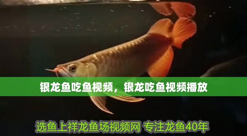 銀龍魚吃魚視頻，銀龍吃魚視頻播放
