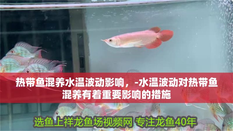 熱帶魚混養水溫波動影響，-水溫波動對熱帶魚混養有著重要影響的措施