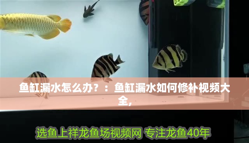魚缸漏水怎么辦？：魚缸漏水如何修補視頻大全,