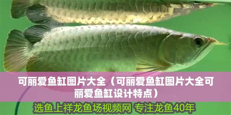 可麗愛魚缸圖片大全（可麗愛魚缸圖片大全可麗愛魚缸設計特點）
