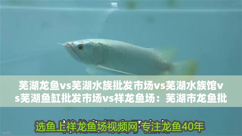 蕪湖龍魚(yú)vs蕪湖水族批發(fā)市場(chǎng)vs蕪湖水族館vs蕪湖魚(yú)缸批發(fā)市場(chǎng)vs祥龍魚(yú)場(chǎng)：蕪湖市龍魚(yú)批發(fā)市場(chǎng)價(jià)格