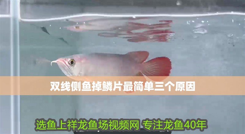 雙線側魚掉鱗片最簡單三個原因