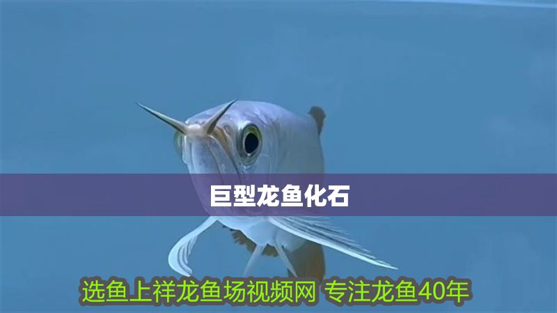 巨型龍魚化石