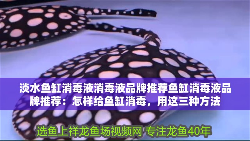 淡水魚缸消毒液消毒液品牌推薦魚缸消毒液品牌推薦：怎樣給魚缸消毒，用這三種方法