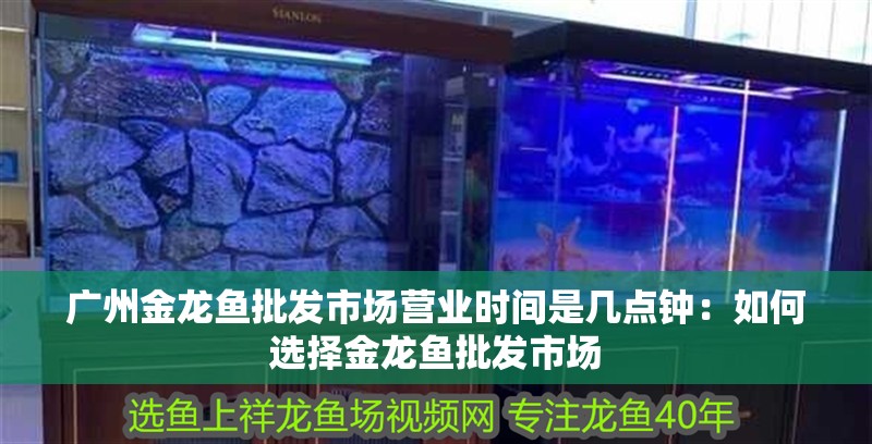 廣州金龍魚批發市場營業時間是幾點鐘：如何選擇金龍魚批發市場