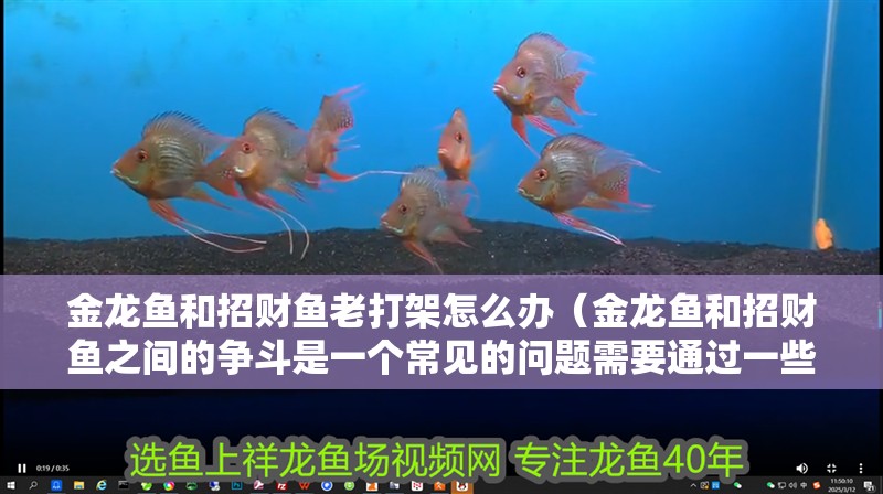 金龍魚和招財魚老打架怎么辦（金龍魚和招財魚之間的爭斗是一個常見的問題需要通過一些措施來解決）