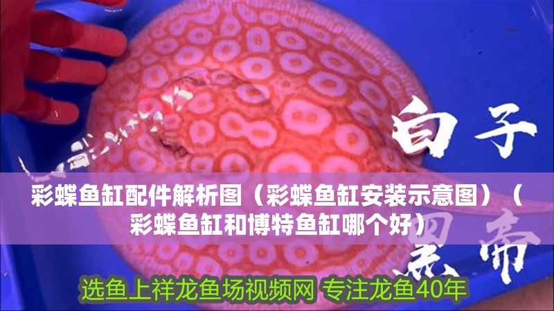 彩蝶魚缸配件解析圖（彩蝶魚缸安裝示意圖）（彩蝶魚缸和博特魚缸哪個好）
