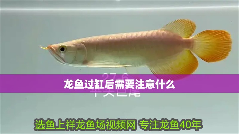 龍魚過缸后需要注意什么