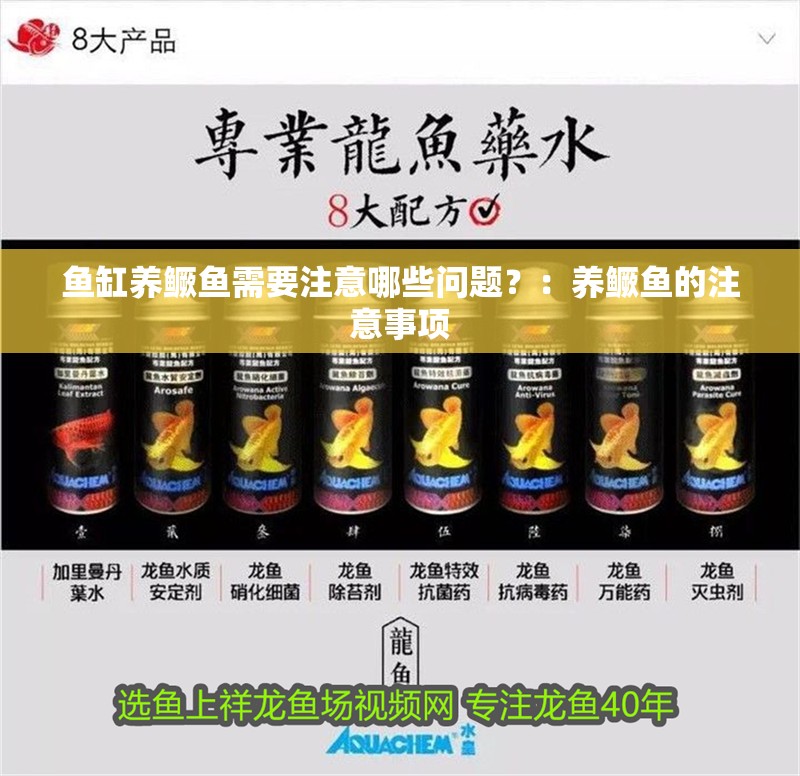 魚缸養鱖魚需要注意哪些問題？：養鱖魚的注意事項