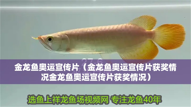 金龍魚奧運宣傳片（金龍魚奧運宣傳片獲獎情況金龍魚奧運宣傳片獲獎情況）