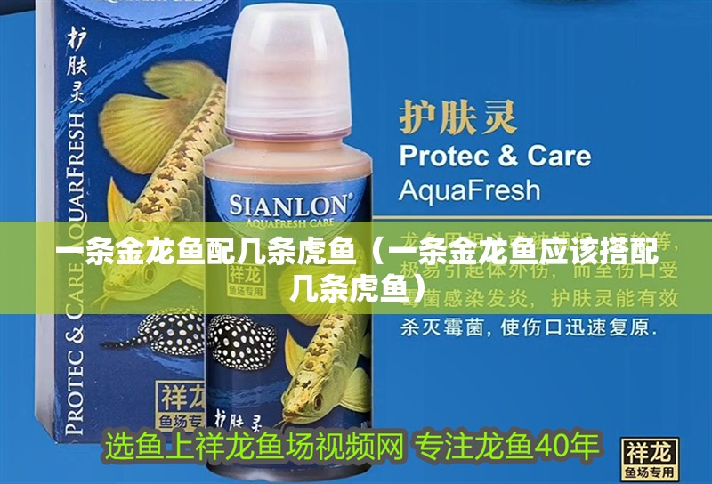 一條金龍魚配幾條虎魚（一條金龍魚應(yīng)該搭配幾條虎魚）