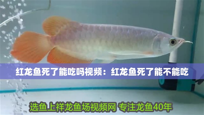 紅龍魚(yú)死了能吃嗎視頻：紅龍魚(yú)死了能不能吃