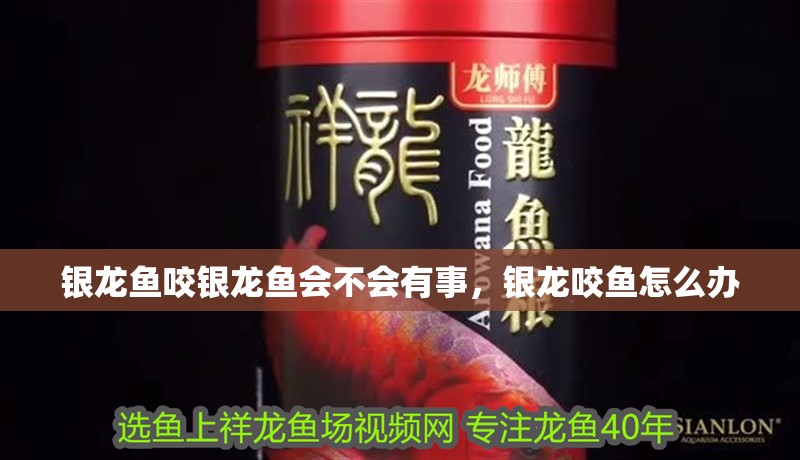 銀龍魚咬銀龍魚會不會有事，銀龍咬魚怎么辦