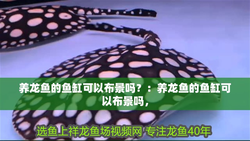 養龍魚的魚缸可以布景嗎？：養龍魚的魚缸可以布景嗎，