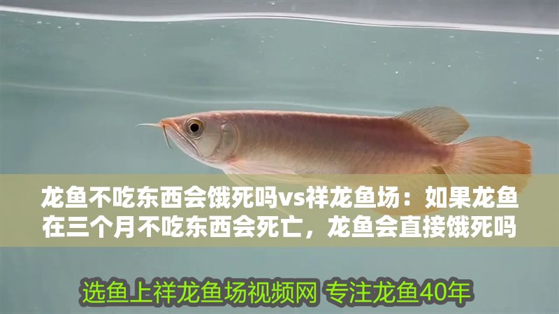 龍魚不吃東西會餓死嗎vs祥龍魚場：如果龍魚在三個月不吃東西會死亡，龍魚會直接餓死嗎