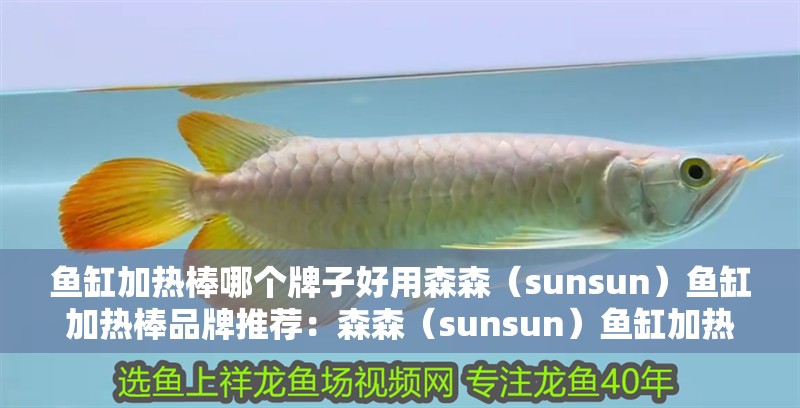 魚缸加熱棒哪個牌子好用森森（sunsun）魚缸加熱棒品牌推薦：森森（sunsun）魚缸加熱棒哪個牌子好用魚缸加熱棒品牌推薦