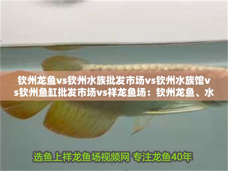 欽州龍魚(yú)vs欽州水族批發(fā)市場(chǎng)vs欽州水族館vs欽州魚(yú)缸批發(fā)市場(chǎng)vs祥龍魚(yú)場(chǎng)：欽州龍魚(yú)、水族市場(chǎng)、水族館、魚(yú)缸批發(fā)市場(chǎng)信息