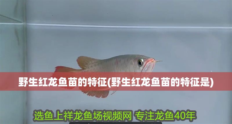 野生紅龍魚苗的特征(野生紅龍魚苗的特征是)