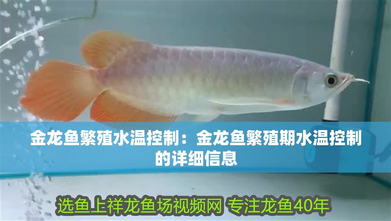 金龍魚繁殖水溫控制：金龍魚繁殖期水溫控制的詳細信息 金龍魚繁殖水溫控制：金龍魚繁殖期水溫控制的詳細信息 金龍魚百科 第2張