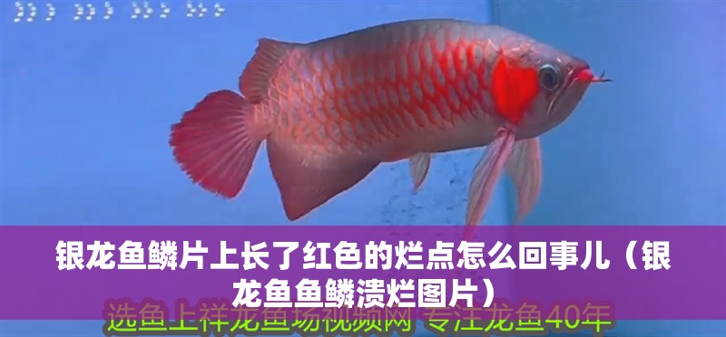 銀龍魚鱗片上長了紅色的爛點(diǎn)怎么回事兒（銀龍魚魚鱗潰爛圖片）