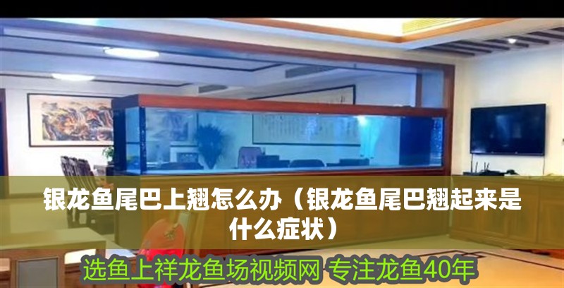 銀龍魚尾巴上翹怎么辦（銀龍魚尾巴翹起來是什么癥狀）