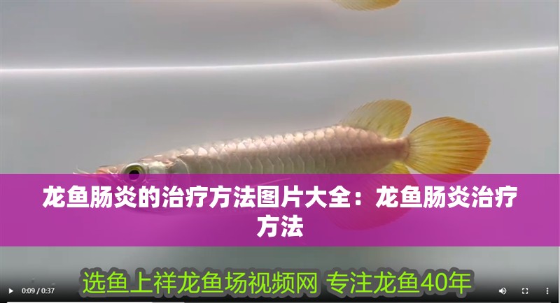 龍魚腸炎的治療方法圖片大全：龍魚腸炎治療方法
