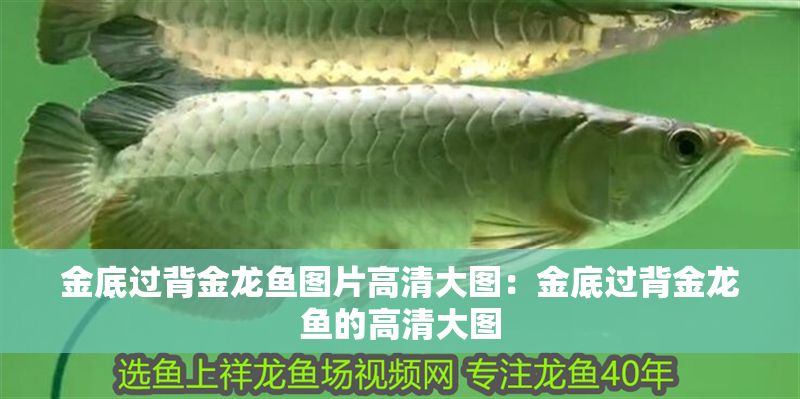 金底過背金龍魚圖片高清大圖：金底過背金龍魚的高清大圖