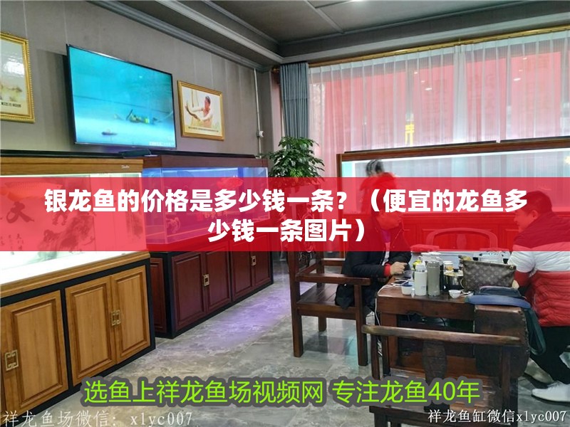銀龍魚的價格是多少錢一條？（便宜的龍魚多少錢一條圖片）