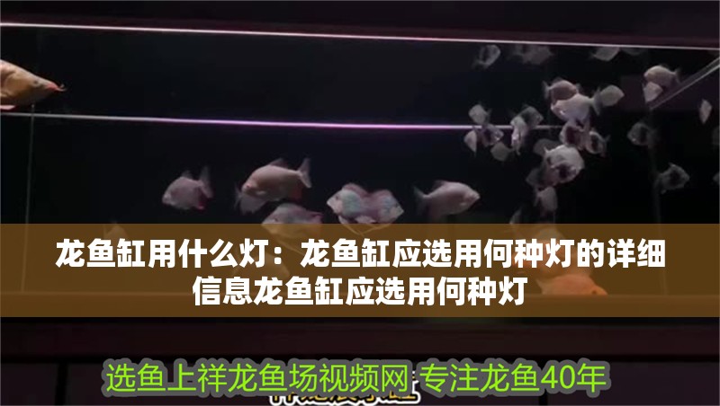 龍魚缸用什么燈：龍魚缸應選用何種燈的詳細信息龍魚缸應選用何種燈
