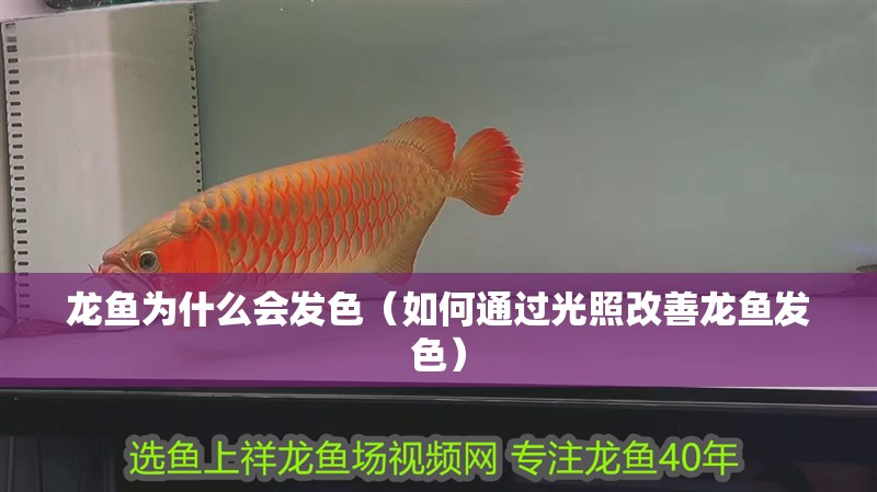 龍魚為什么會(huì)發(fā)色（如何通過光照改善龍魚發(fā)色）
