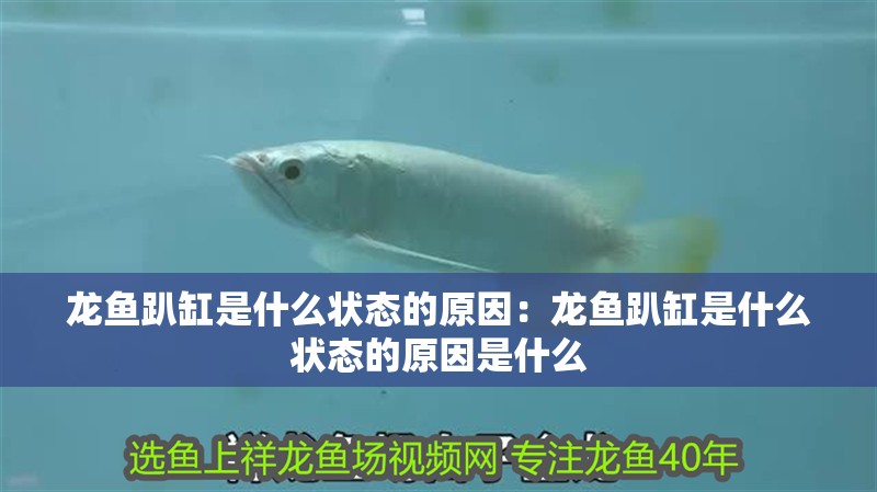 龍魚趴缸是什么狀態(tài)的原因：龍魚趴缸是什么狀態(tài)的原因是什么
