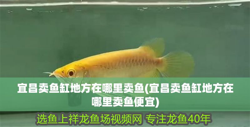 宜昌賣魚缸地方在哪里賣魚(宜昌賣魚缸地方在哪里賣魚便宜)