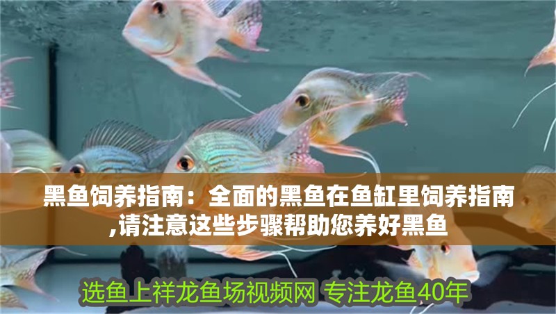 黑魚飼養指南：全面的黑魚在魚缸里飼養指南,請注意這些步驟幫助您養好黑魚