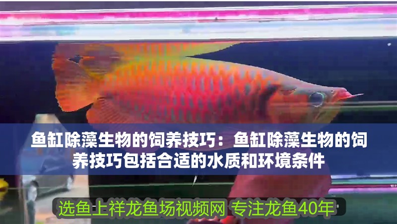 魚缸除藻生物的飼養技巧：魚缸除藻生物的飼養技巧包括合適的水質和環境條件