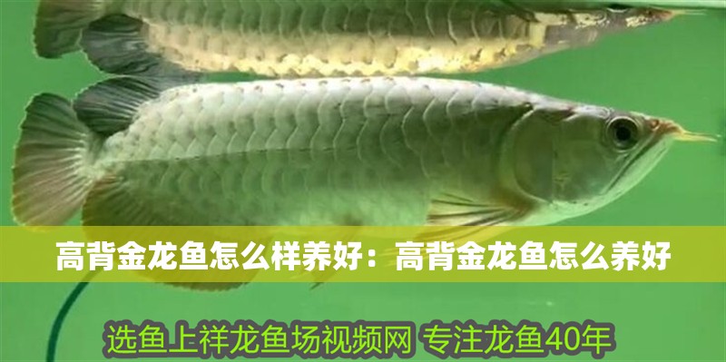 高背金龍魚怎么樣養(yǎng)好：高背金龍魚怎么養(yǎng)好