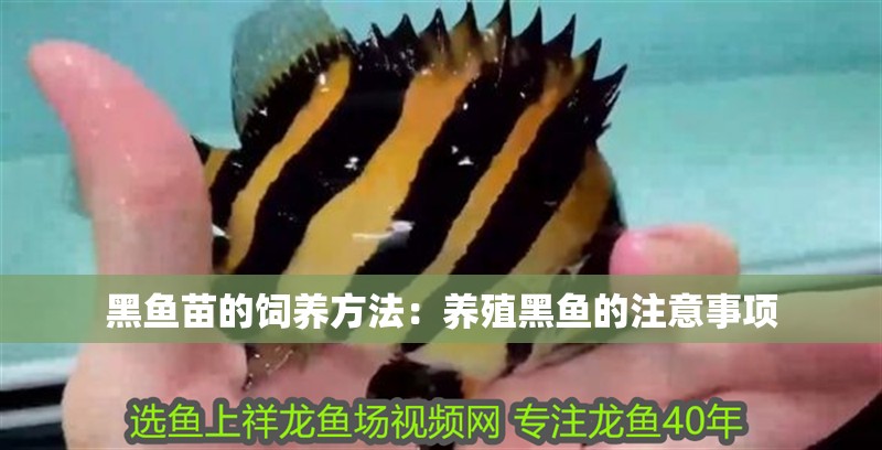 黑魚苗的飼養方法：養殖黑魚的注意事項