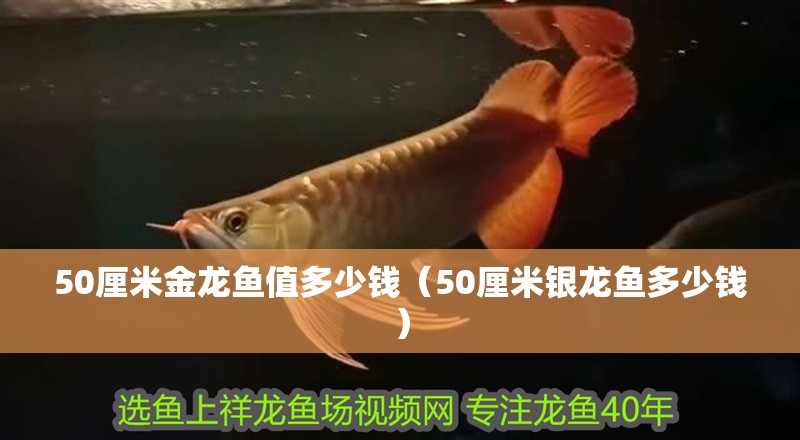 50厘米金龍魚值多少錢（50厘米銀龍魚多少錢）