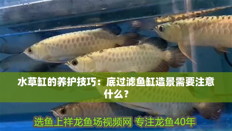 水草缸的養(yǎng)護(hù)技巧：底過(guò)濾魚缸造景需要注意什么？