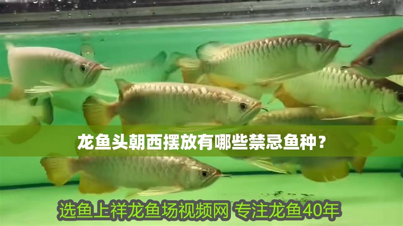 龍魚頭朝西擺放有哪些禁忌魚種？