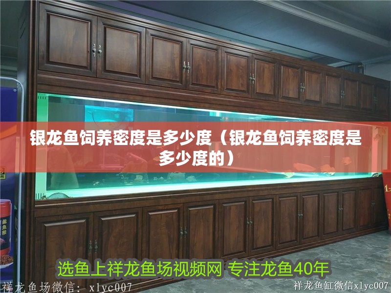 銀龍魚飼養密度是多少度（銀龍魚飼養密度是多少度的）