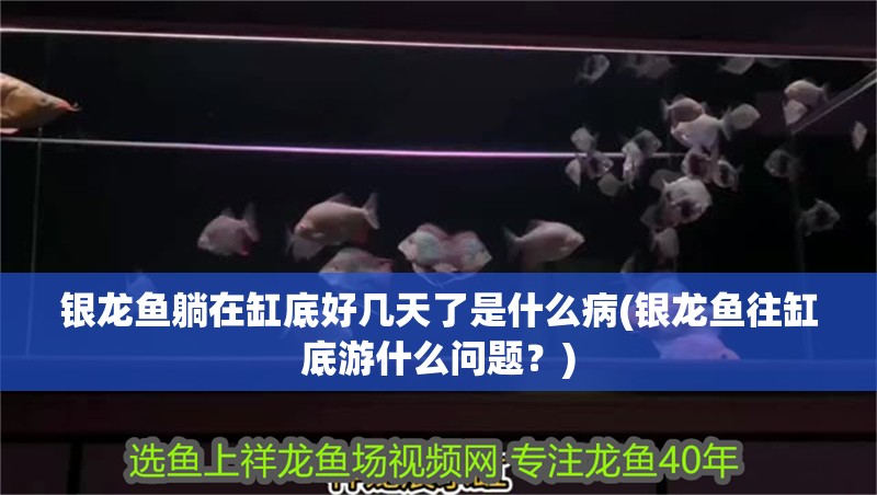 銀龍魚躺在缸底好幾天了是什么病(銀龍魚往缸底游什么問題？)