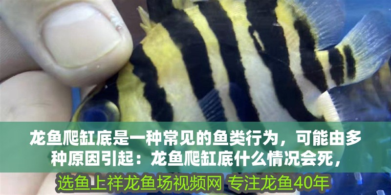 龍魚爬缸底是一種常見的魚類行為，可能由多種原因引起：龍魚爬缸底什么情況會死，