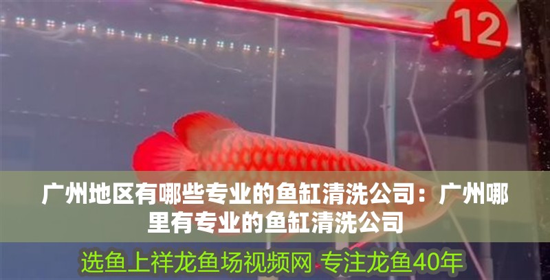 廣州地區有哪些專業的魚缸清洗公司：廣州哪里有專業的魚缸清洗公司