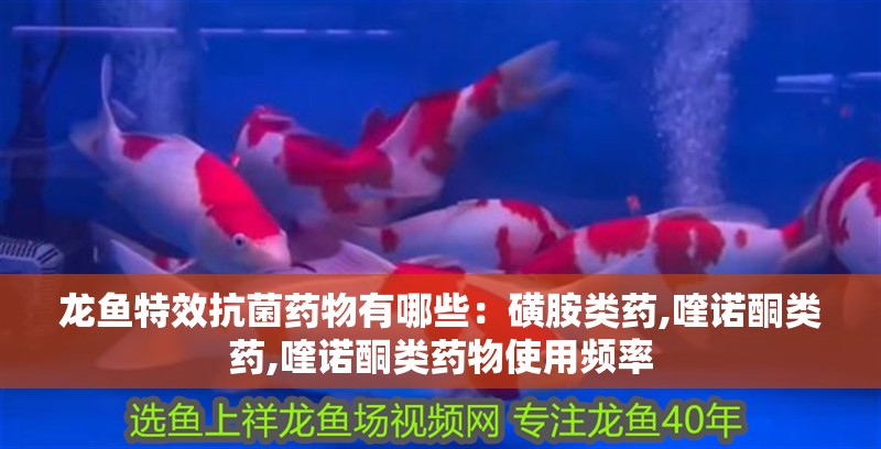 龍魚(yú)特效抗菌藥物有哪些：磺胺類(lèi)藥,喹諾酮類(lèi)藥,喹諾酮類(lèi)藥物使用頻率