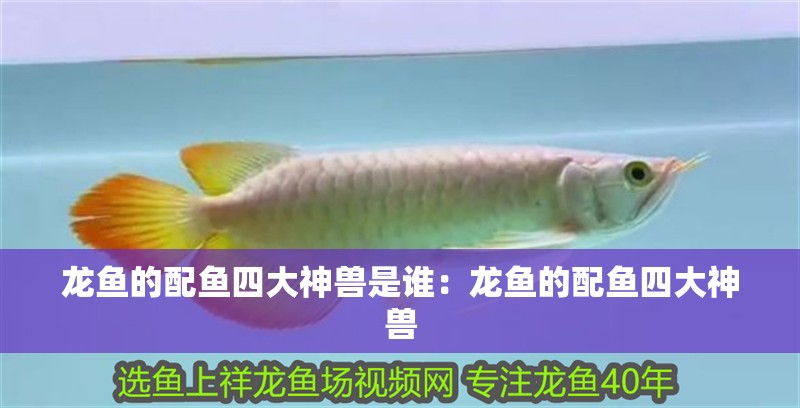 龍魚的配魚四大神獸是誰：龍魚的配魚四大神獸