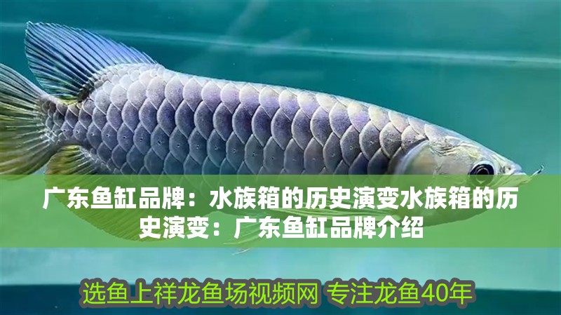 廣東魚缸品牌：水族箱的歷史演變水族箱的歷史演變：廣東魚缸品牌介紹