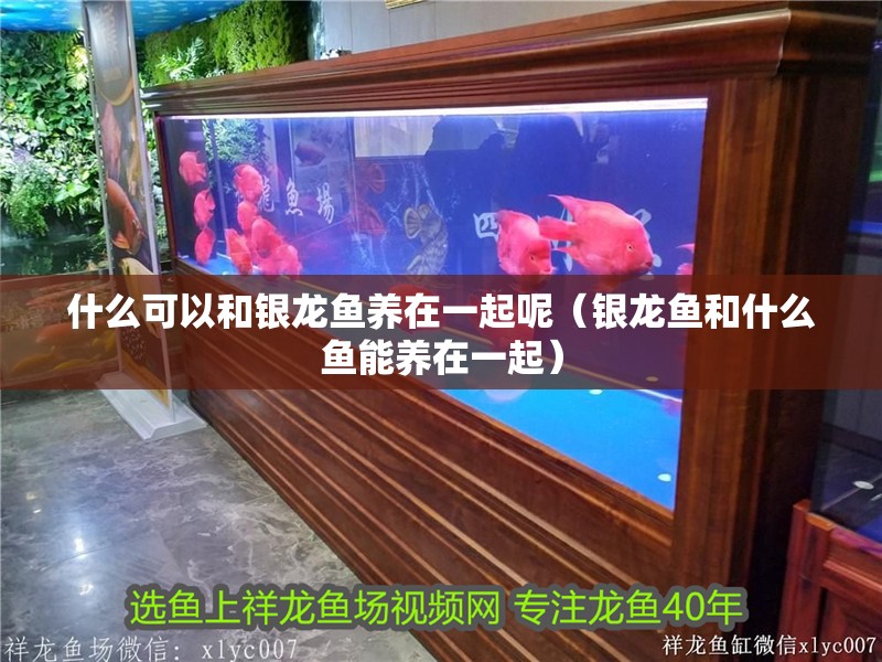 什么可以和銀龍魚養在一起呢（銀龍魚和什么魚能養在一起）